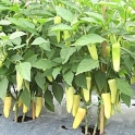 BIO papriky zelené ze Znojemska 0,5 kg