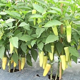 BIO papriky zelené ze Znojemska 0,5 kg