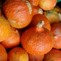 Dýně Hokkaido nestříkaná 1 ks