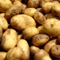 Brambory z Jižní Moravy 1kg