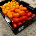 Barevná cherry rajčata z Jižní Moravy 0,5 kg
