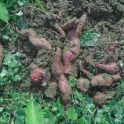 BIO batáty 0,5kg