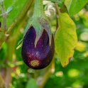 BIO lilek od pana Kavalce 1 ks