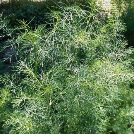 Kopr svazek