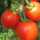 Nestříkaná střední rajčata z Jižní Moravy 0,5 kg 