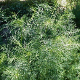 BIO Kopr svazek CZ