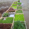 BIO sazenice rukola 1ks