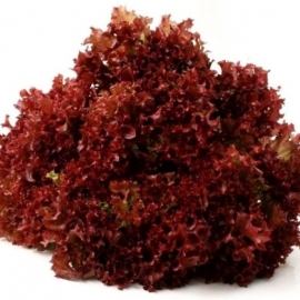 Salát Lollo Rosso z Jižní Moravy 1 ks